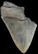 Partial, Serrated Megalodon Tooth - Georgia #49493-1